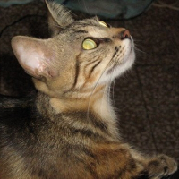 Photo de profil de Sherkane
