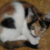 Photo de Chataigne