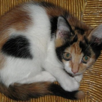 Photo de profil de Chataigne
