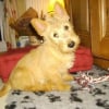 Photo de Débby, Terrier Ecossais