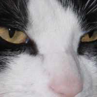 Photo de profil de Fripon des harmonies