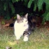 Photo de Gribouille