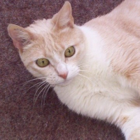 Photo de profil de Kiyô