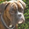 Photo de Bacchus