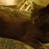 Photo de profil de Vogue