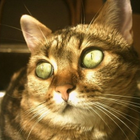 Photo de profil de Maya