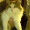 Photo de Patachon