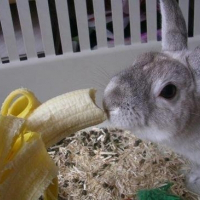 Photo de profil de Cheyenne