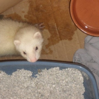 Photo de profil de Ambre