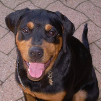Photo de profil de Stik