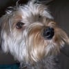 Photo de Chooky