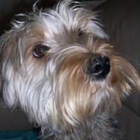 Photo de profil de Chooky