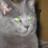 Photo de Mowgli, Chartreux