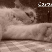 Photo de profil de Caramel