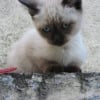 Photo de Doudou