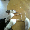 Photo de Lea, chloé ,caline, cokine et roxie