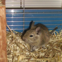 Photo de profil de Ratix