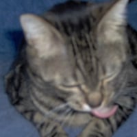 Photo de profil de Bibou