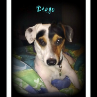 Photo de profil de Diégo