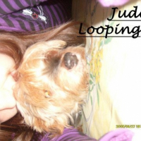 Photo de profil de Looping