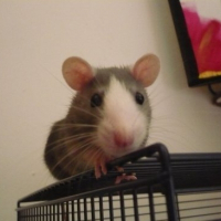 Photo de profil de Cracotte
