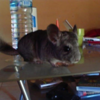 Photo de profil de Scofield