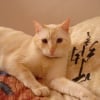 Photo de Pitchou