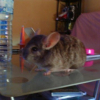 Photo de Chichi