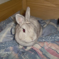 Photo de profil de Pompon