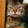 Photo de Pepette