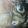 Photo de Babou