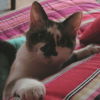 Photo de Calypso