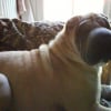 Photo de Alika, Shar-Pei