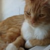 Photo de Ziggy
