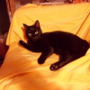Photo de Chipie