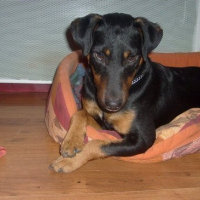 Photo de profil de Balou
