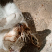 Photo de profil de Canaillou