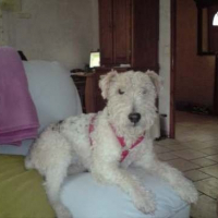 Photo de profil de Milou