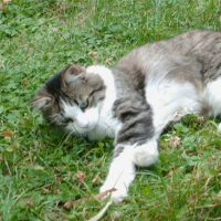 Photo de profil de Pïou