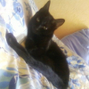 Photo de Nala