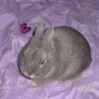 Photo de profil de Panpan