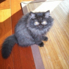 Photo de Cannelle