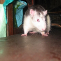 Photo de profil de Aiko