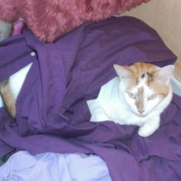 Photo de profil de Chipie