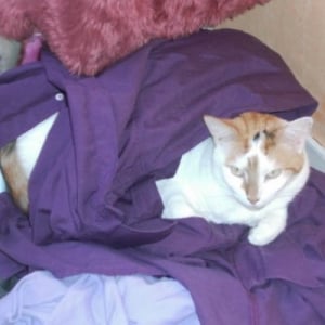 Photo de profil de Chipie