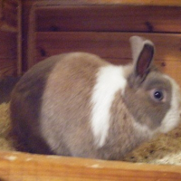Photo de profil de Nuggets