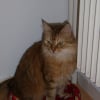 Photo de Simbad