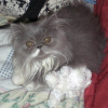 Photo de Dafnée, Persan