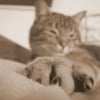 Photo de Dax