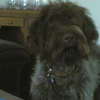 Photo de profil de Chappy